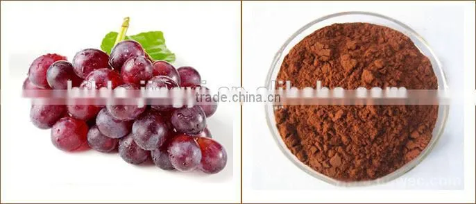 Supply 100% natural grape seed extract from china