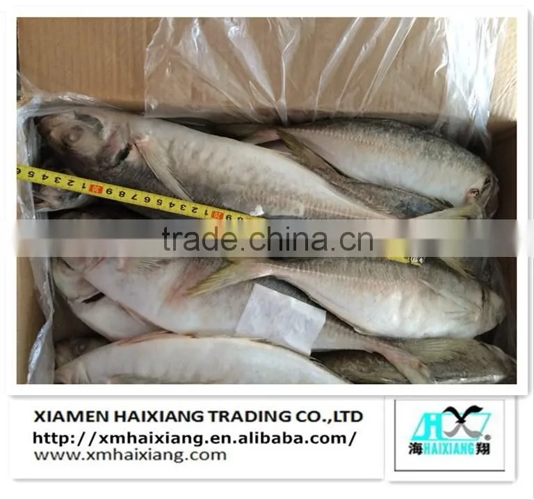 Frozen Whole IQF Tilapia fish farms in China
