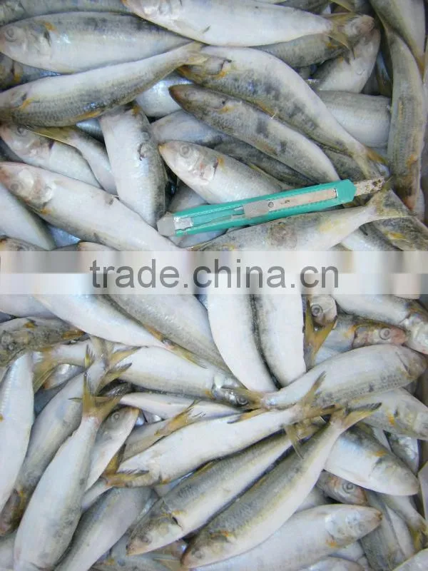 frozen frog leg sardine