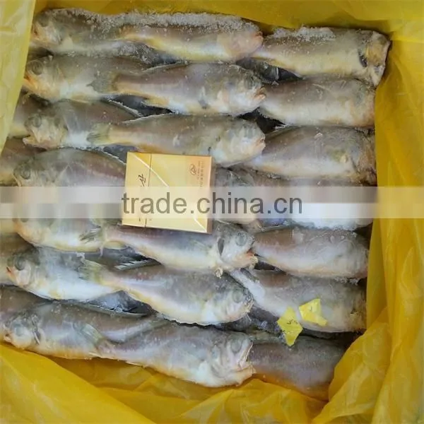 fresh and raw live frozen seafood fish