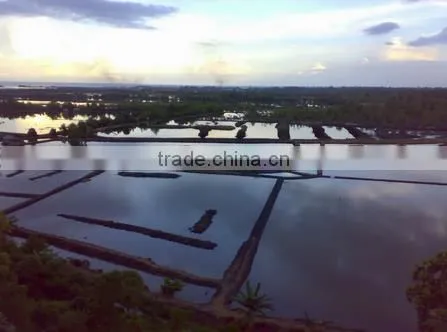 Gracilaria Seaweed With Good Quality