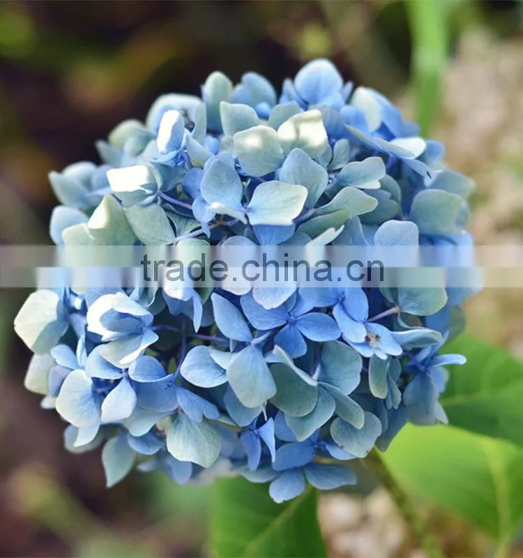 Fashionable hot sale hydrangea bridal flower