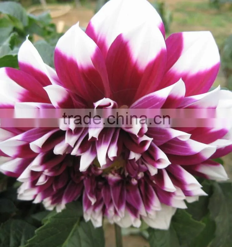 Cut Fresh latest dahlia plants