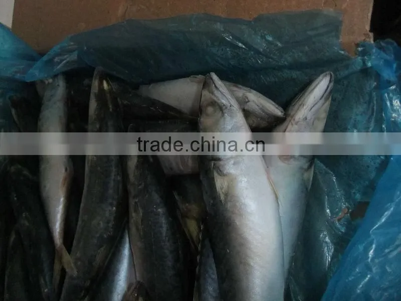 Horse Mackerel
