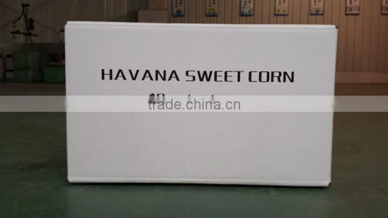 Fresh Sweet Corn Cob Vacuumed