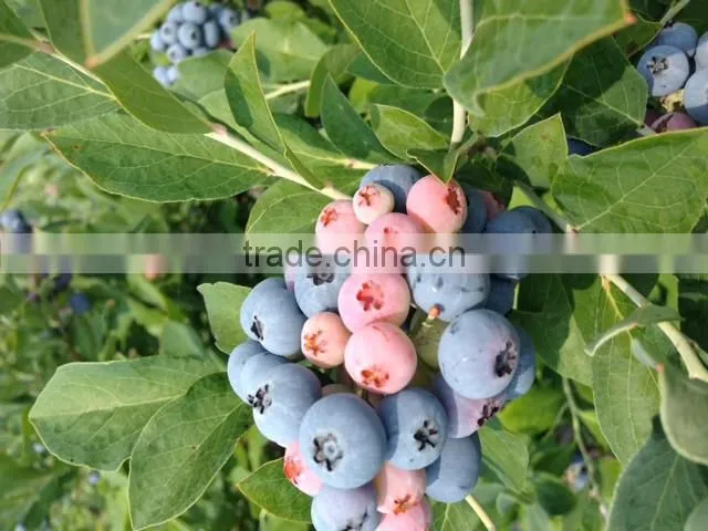 Pure Blueberry jam made in japan