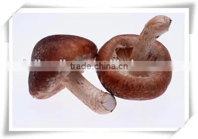 frozen mushroom