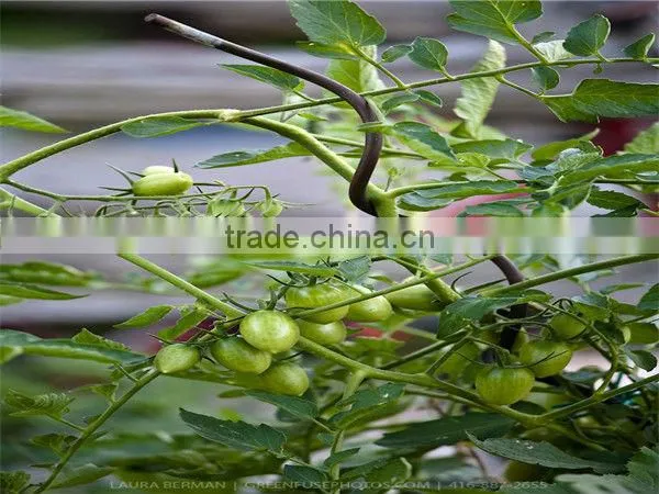 galvanized tomato spiral wire/tomato support wire