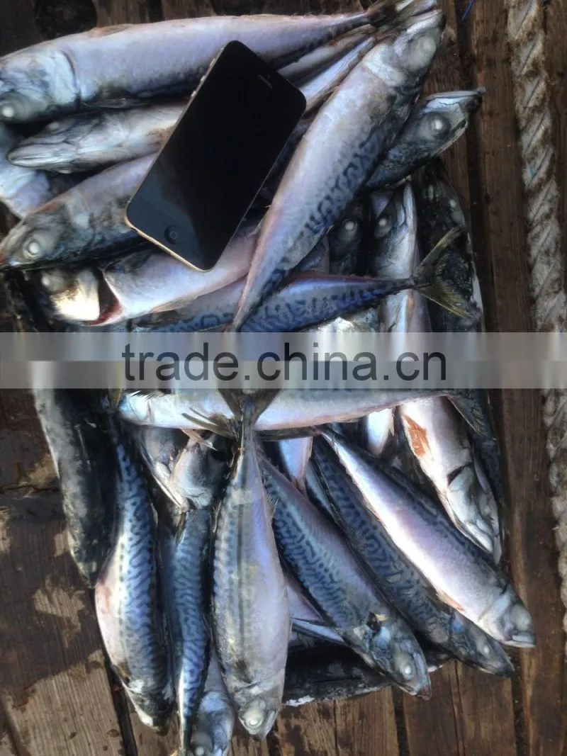 BQF 200-300g whole round seafrozen pacific mackerel