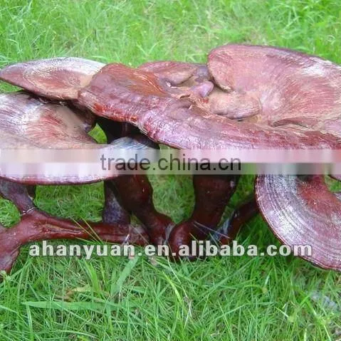 mushroom extract 100% Naturnal Ganoderma Extract