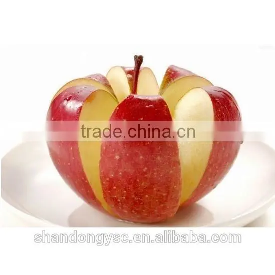 Good quality Fuji apple China red apple export