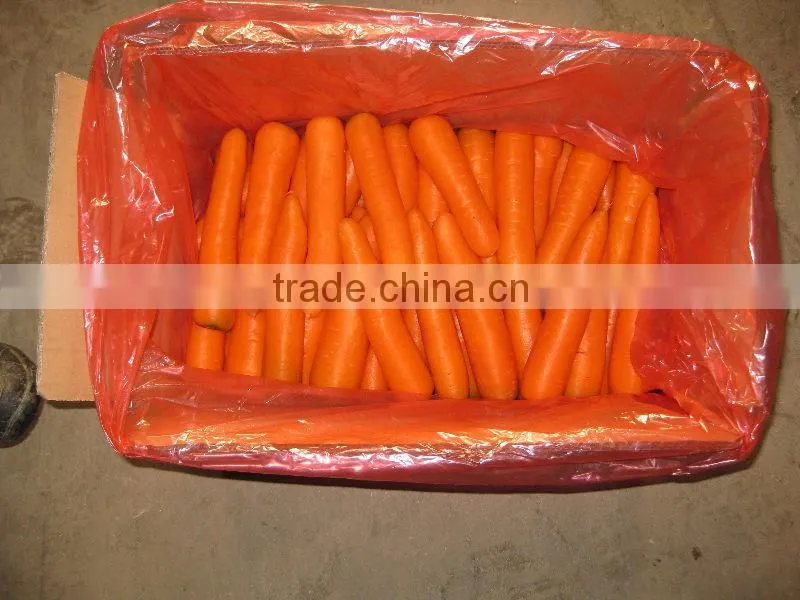 2016 chinese new crop fresh Carrot in carton