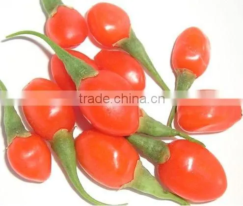 dried wolfberry/high quality goji