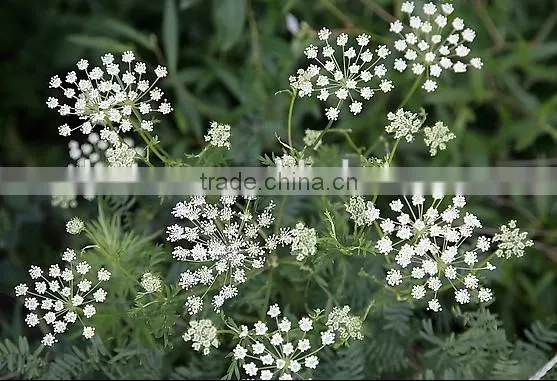 Factory price Cnidium Fruit Extract with Cas No.: 484-12-8 98% Osthole