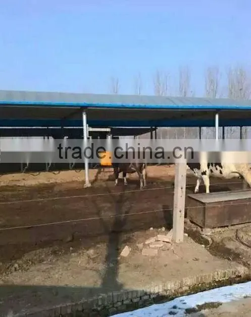 Cattle Brush equipment for cattle