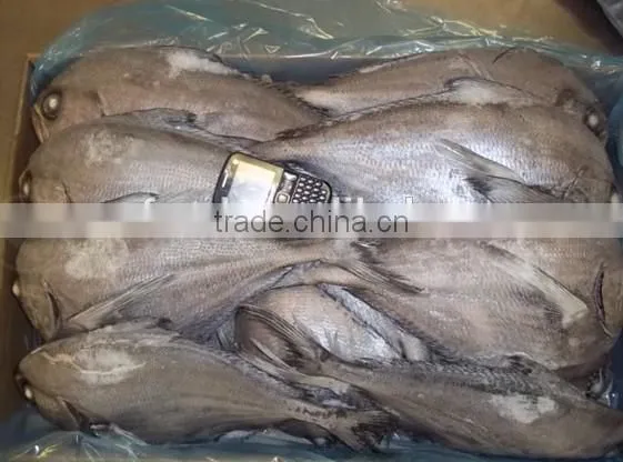 Frozen Brama Fillet,Skinless &PBO & 20%Glazing