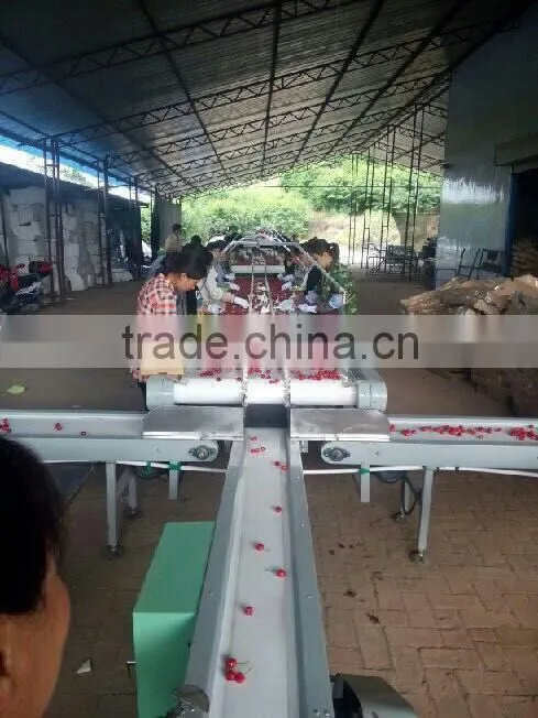import china products fresh cherry high quality bagged