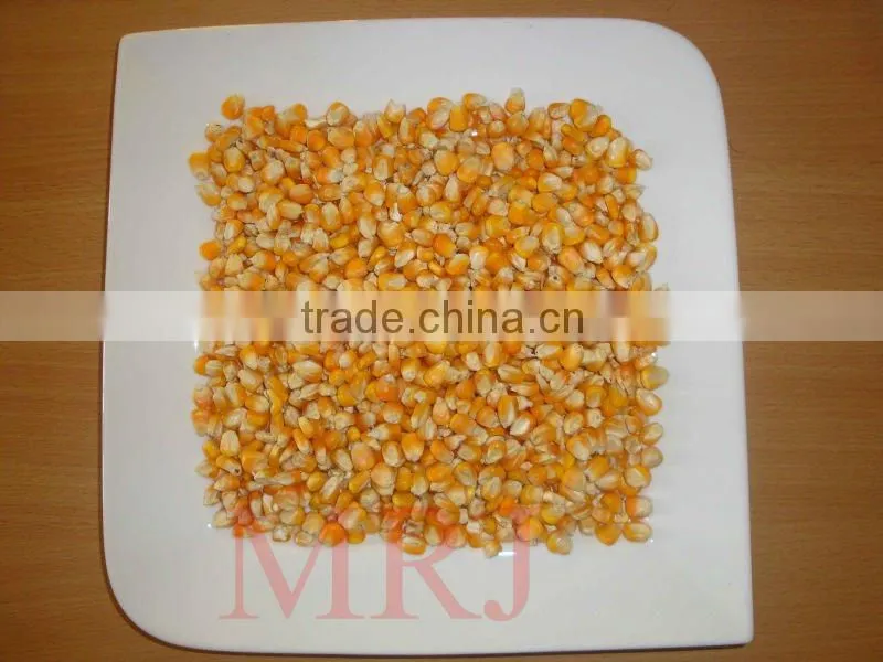 Indian Yellow Maize