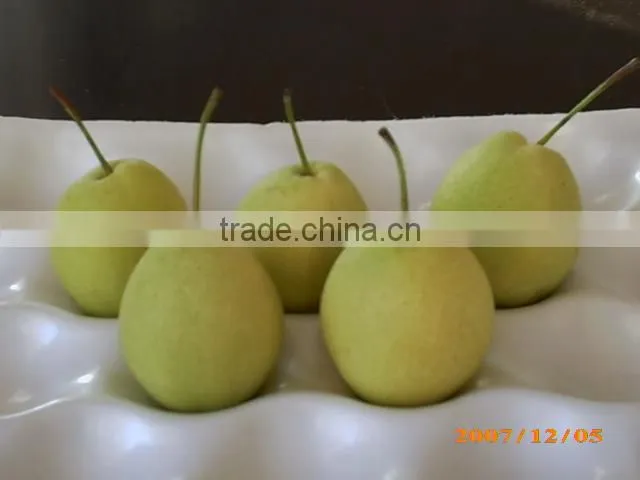 2015 fresh shandong pear supplying in china