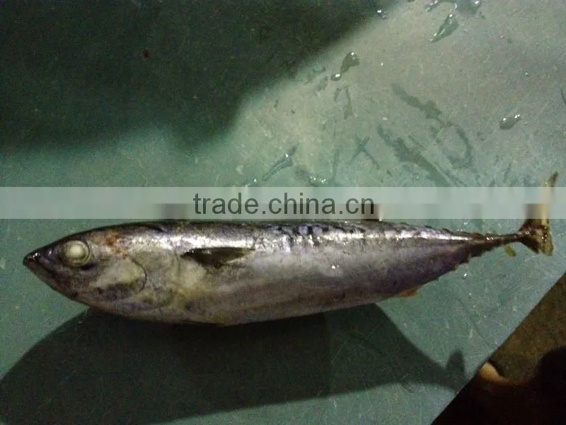 Frozen Skipjack Bonito tuna for Sri Lanka