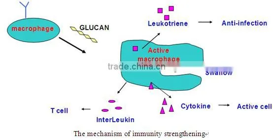 Angel Yeast Beta Glucan as pharmaceutical immune polysaccharid and anti radiation