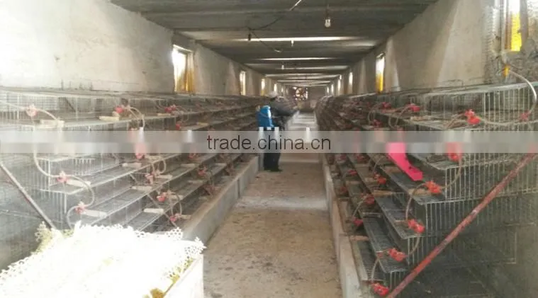 hot sale H type(6-tier) quail cage