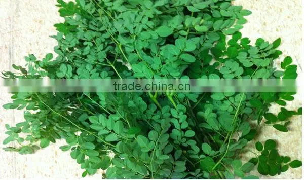 Moringa leaf Multiple layer continuous type belt dryer