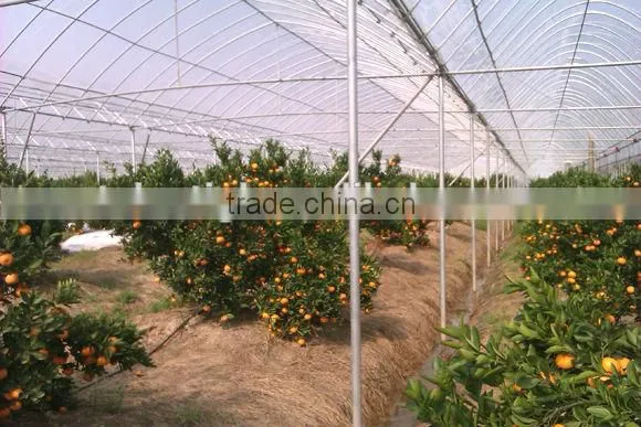 Single span PE film Greenhouse film for Orange growing