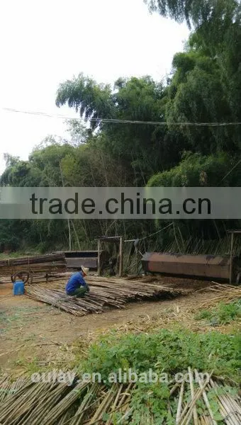 Raw material nature color Tonkin bamboo poles/Tsinglee bamboo