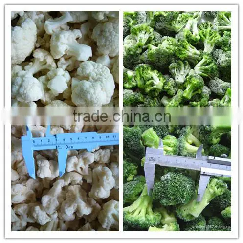 Cleaning fresh green broccoli, frozen broccoli in bulk