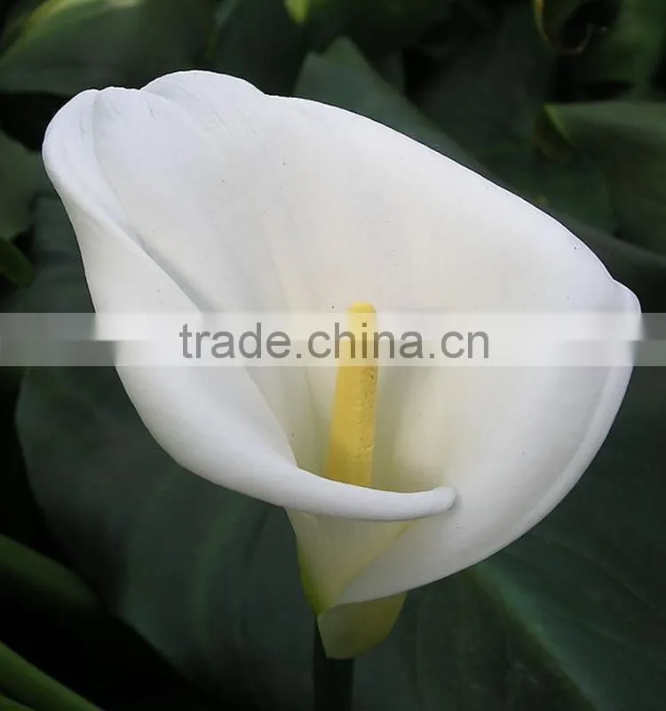 New stylish calla lily flower for decor