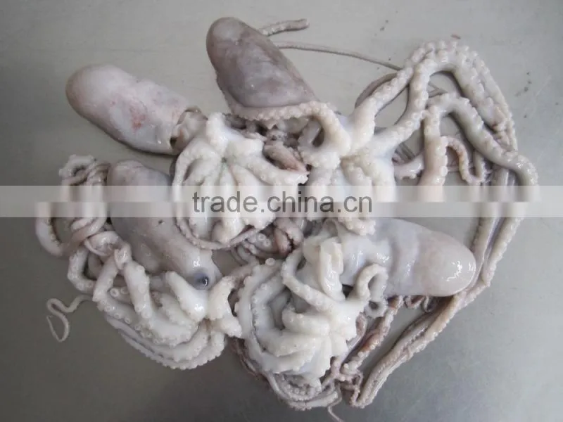 frozen octopus BQF Octopus Of Various Sizes