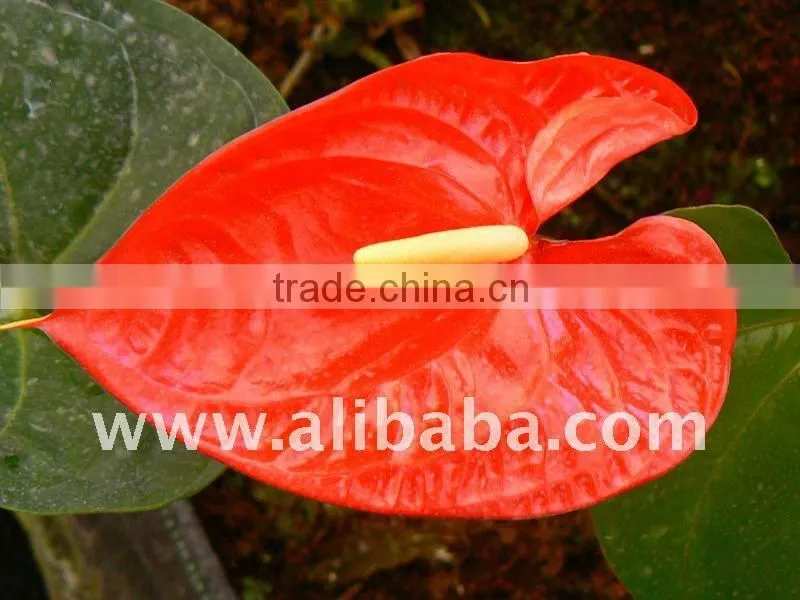 FRESH FLOWER Anthurium