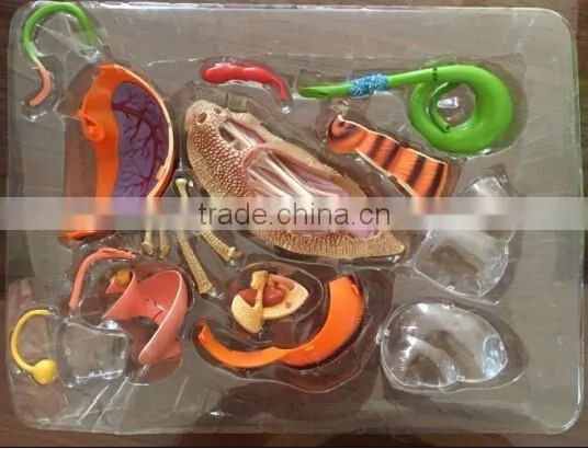 V-AM055 4D MASTER Snail specimens anatomical model