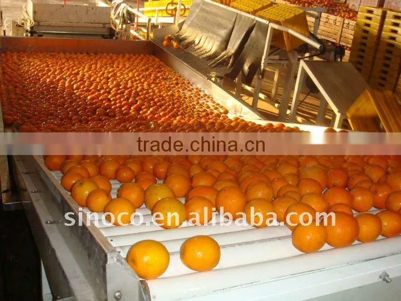 Hot Sale Navel Orange
