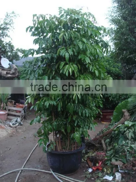 Heteropanax fragrans (Roxb.) Seem of indoor outdoor ornamental bonsai plants