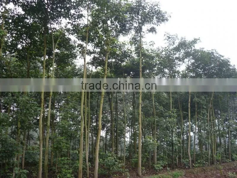 Big size Bischofia polycarpa tree seedling from China