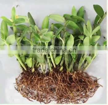 Dendrobium seedling nursery