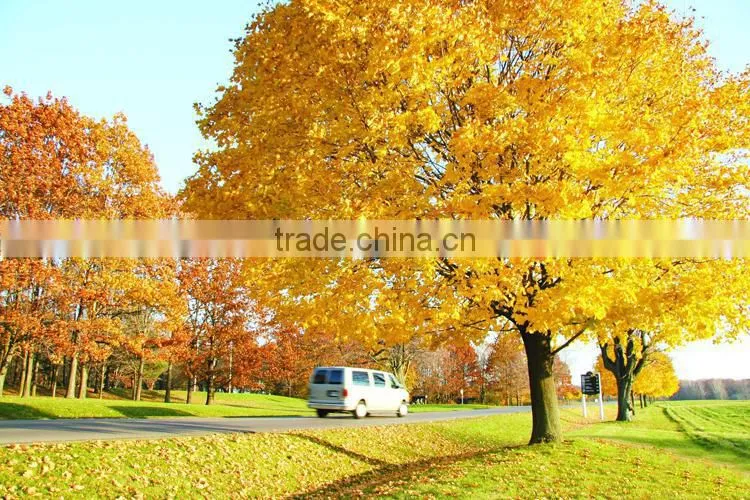 Sugar maple seedling