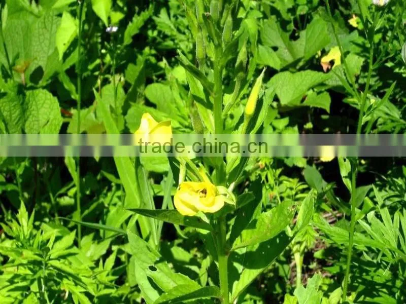 Factory direct sale organic evening primrose oil(EPO) Virgin