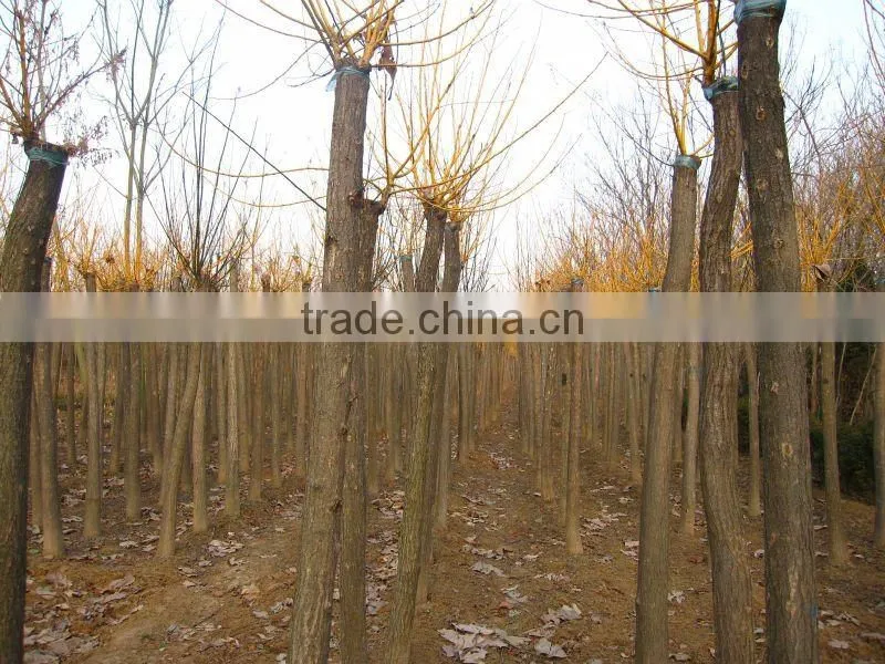 Sophora japonica golden color leaves