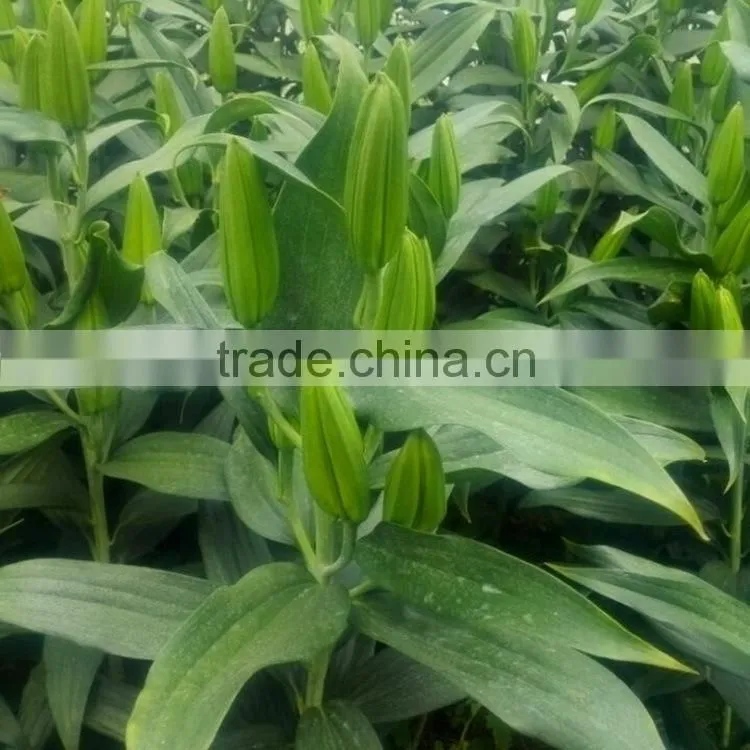 Super quality manufacture fragrant aroma hydrangea cut flowers