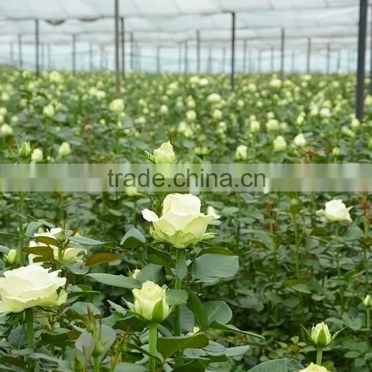 Decorative Green Lady green carnation