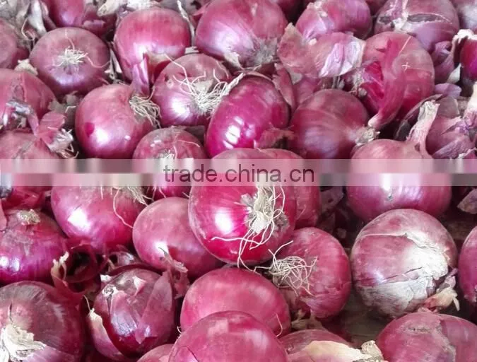 2016 new crops red onion