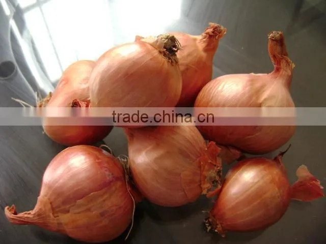 Fresh red onion