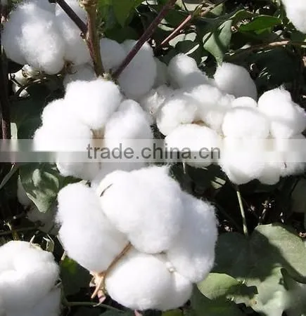 New design farm use cotton picking machine/cotton picker