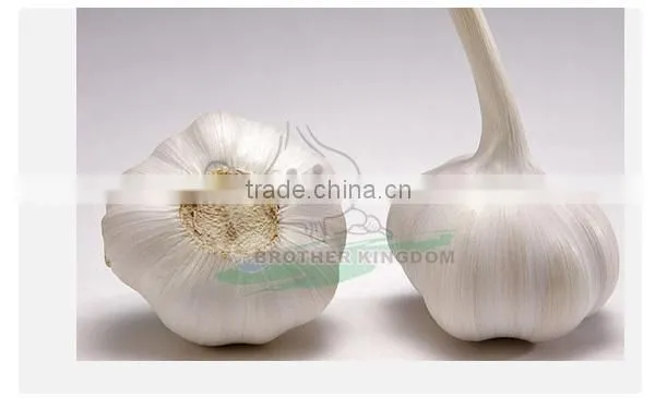 New crop fresh garlic/Wholesale white garlic China origin/China garlic price