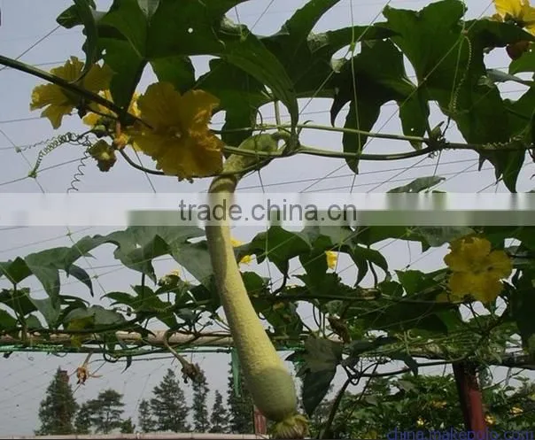 hot selling high quality bean cucumber BOP Net Plant Climbing Net