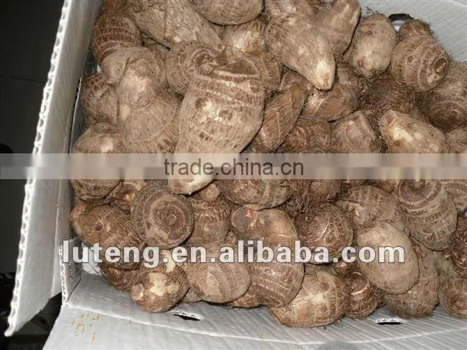 2015 New Season of Chinese Fresh Taro