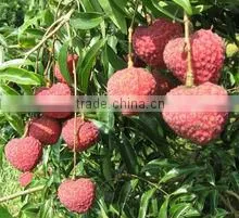 Chinese fresh lychee